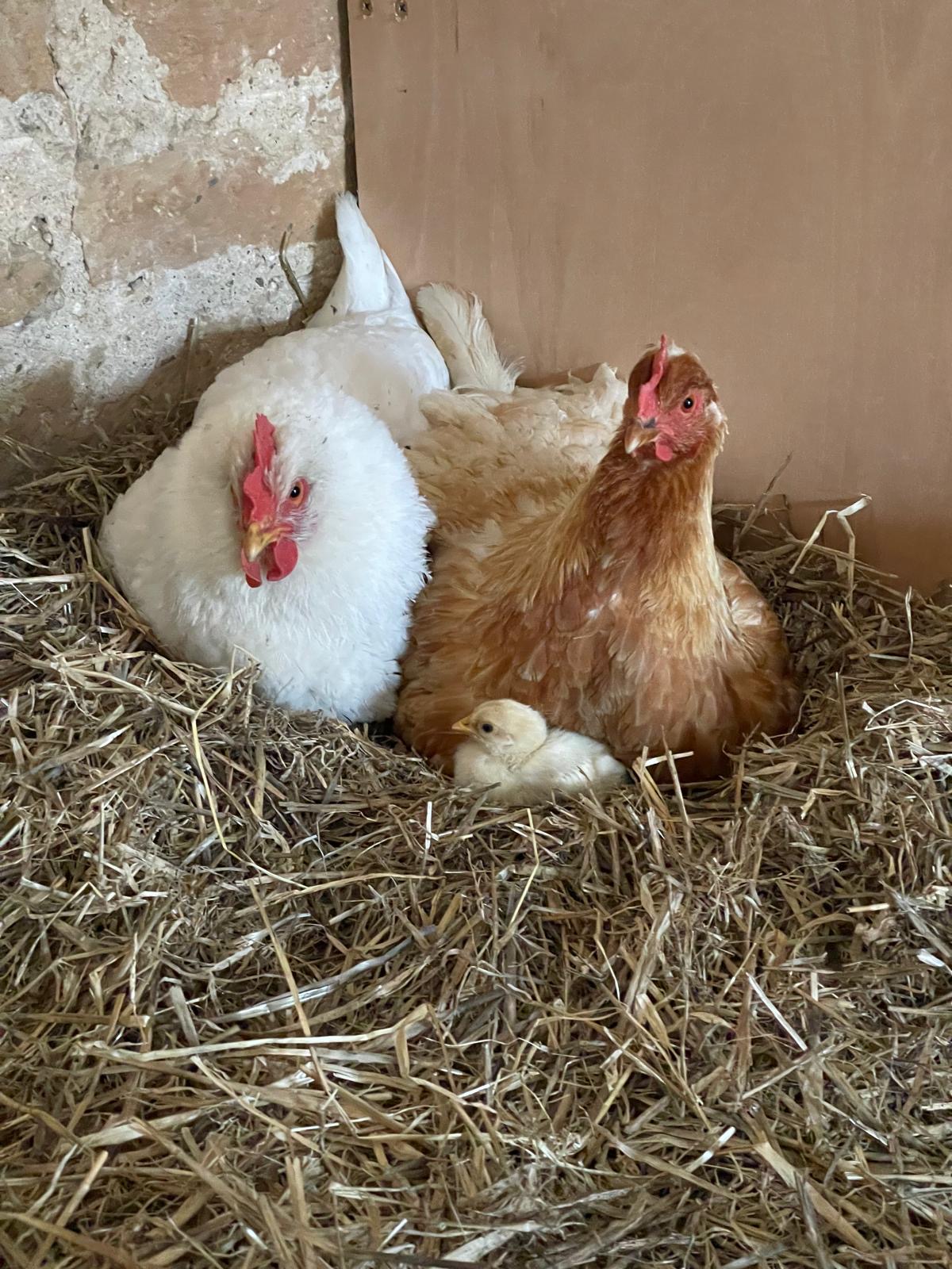 westfield-farms-hens-with-chick Westfield Farms Self Catering Cottages near Elgin Moray